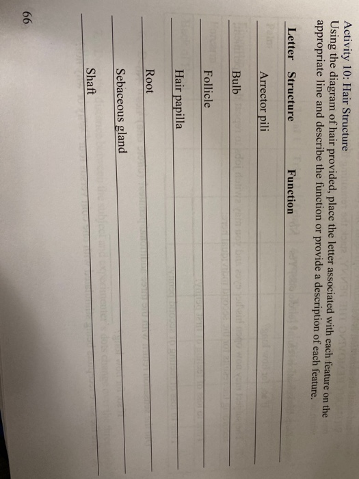 Solved Activity 10: Hair Structure Using the diagram of hair | Chegg.com