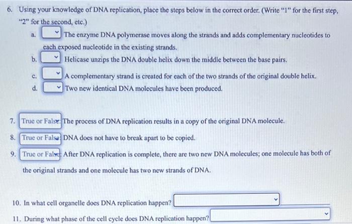 Solved 6. Using your knowledge of DNA replication, place the | Chegg.com