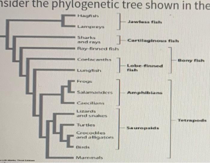 Solved Consider the phvlogenetic tree shown in tho fiqure. | Chegg.com