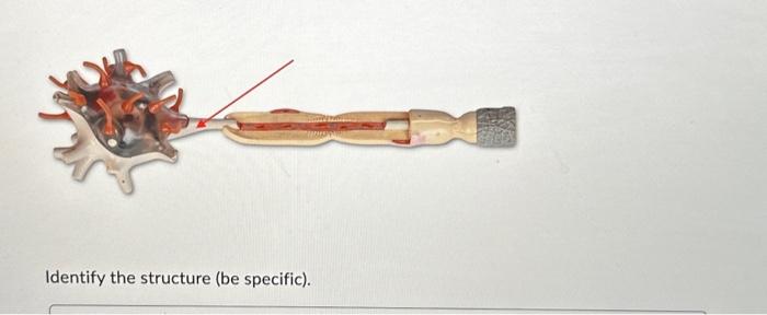 Solved Identify the structure (be specific). | Chegg.com