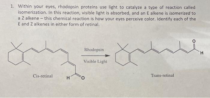 Solved 1. Within your eyes, rhodopsin proteins use light to | Chegg.com