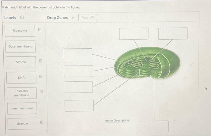 Solved Match Each Label With The Correct Structure In The | Chegg.com