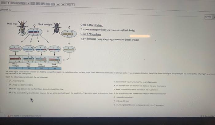 Question 15 Wild Type Gene 1. Body Colour B-dominant | Chegg.com