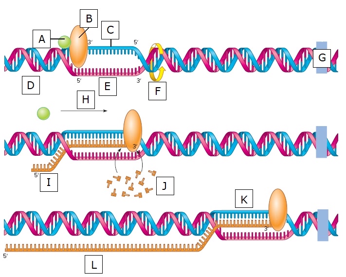 Solved Identify the following diagram to assess your | Chegg.com