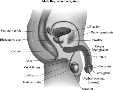 reproductive system male mammal cowper glands fluid help slimy produce clear