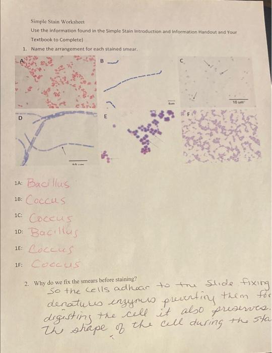 Solved Simple Stain Workshect Use the information found in | Chegg.com