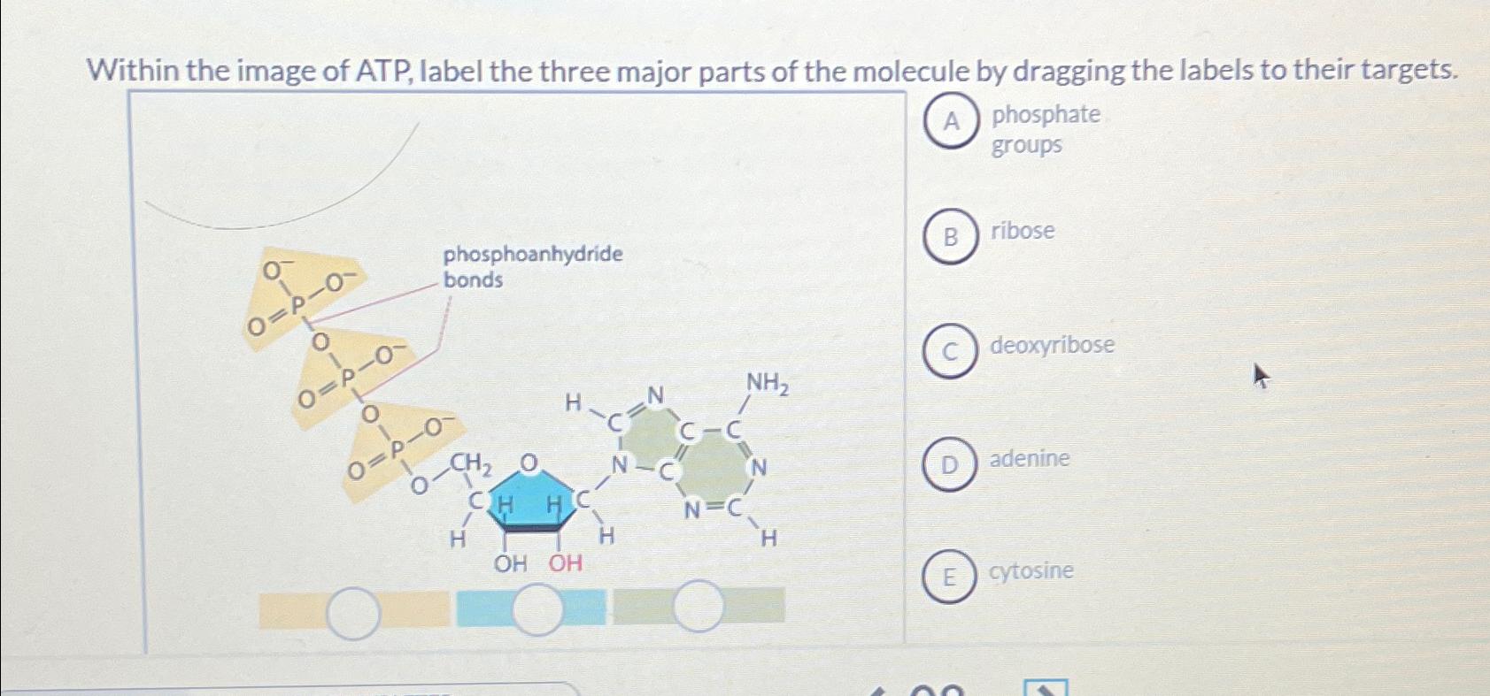 Solved Within the image of ATP, label the three major parts | Chegg.com