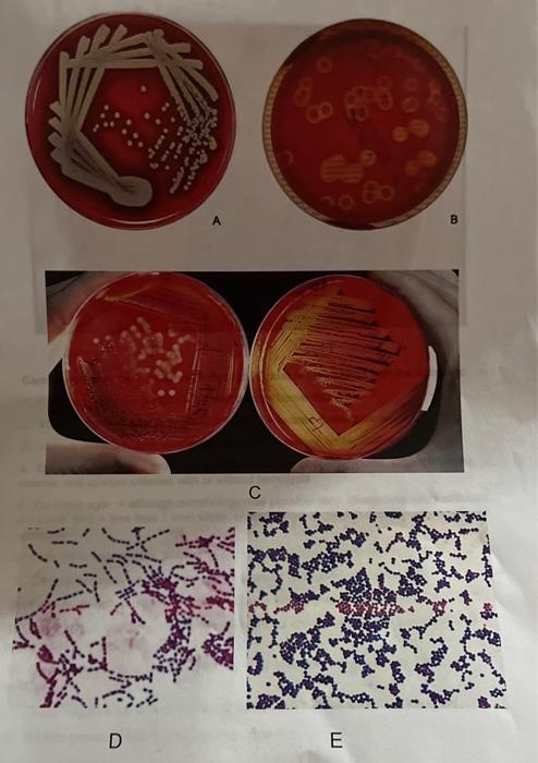 Solved Carefully observe the illustrations A through H. | Chegg.com