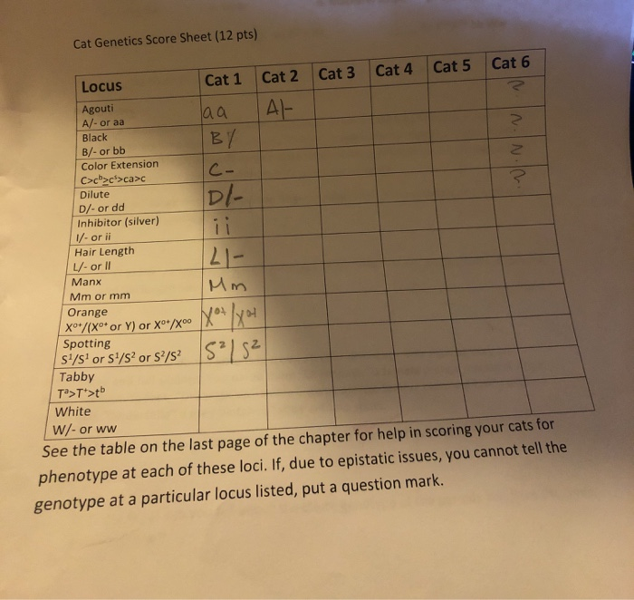 Solved Cat Genetics Score Sheet 12 Pts IN NL Dl Cat 1 Cat Chegg