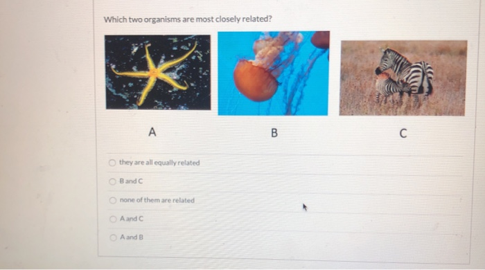 Solved Which Two Organisms Are Most Closely Related? Ca A B | Chegg.com