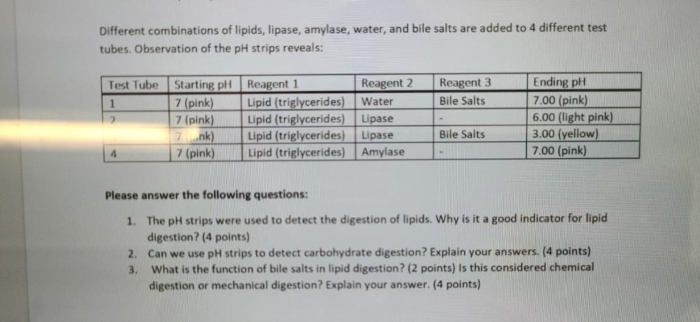 Solved Different combinations of lipids, lipase, amylase, | Chegg.com