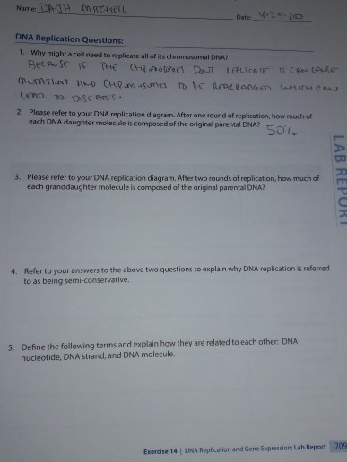 Solved Name DATA SHELL Date: 4:29.70 DNA Replication | Chegg.com