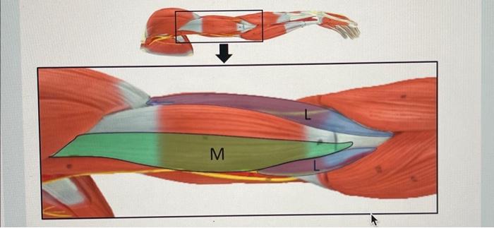 Solved Identify the labeled muscles on the images below | Chegg.com