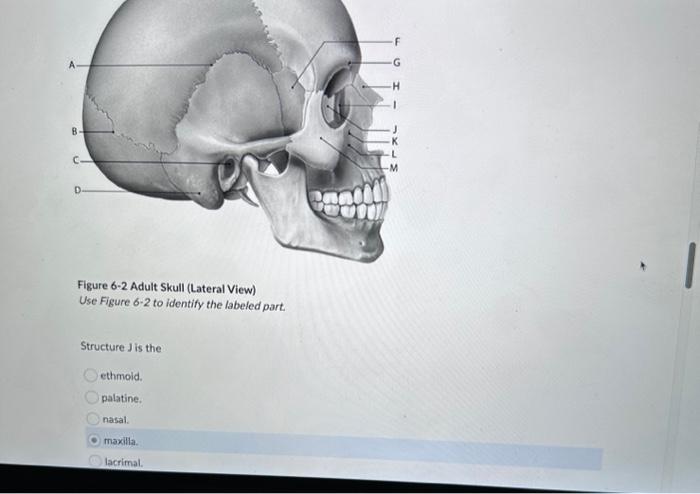 Human cranium detailed side shape