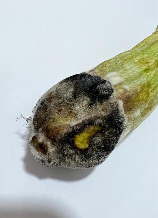 Solved Explanation of the sign of downy mildew, the location | Chegg.com