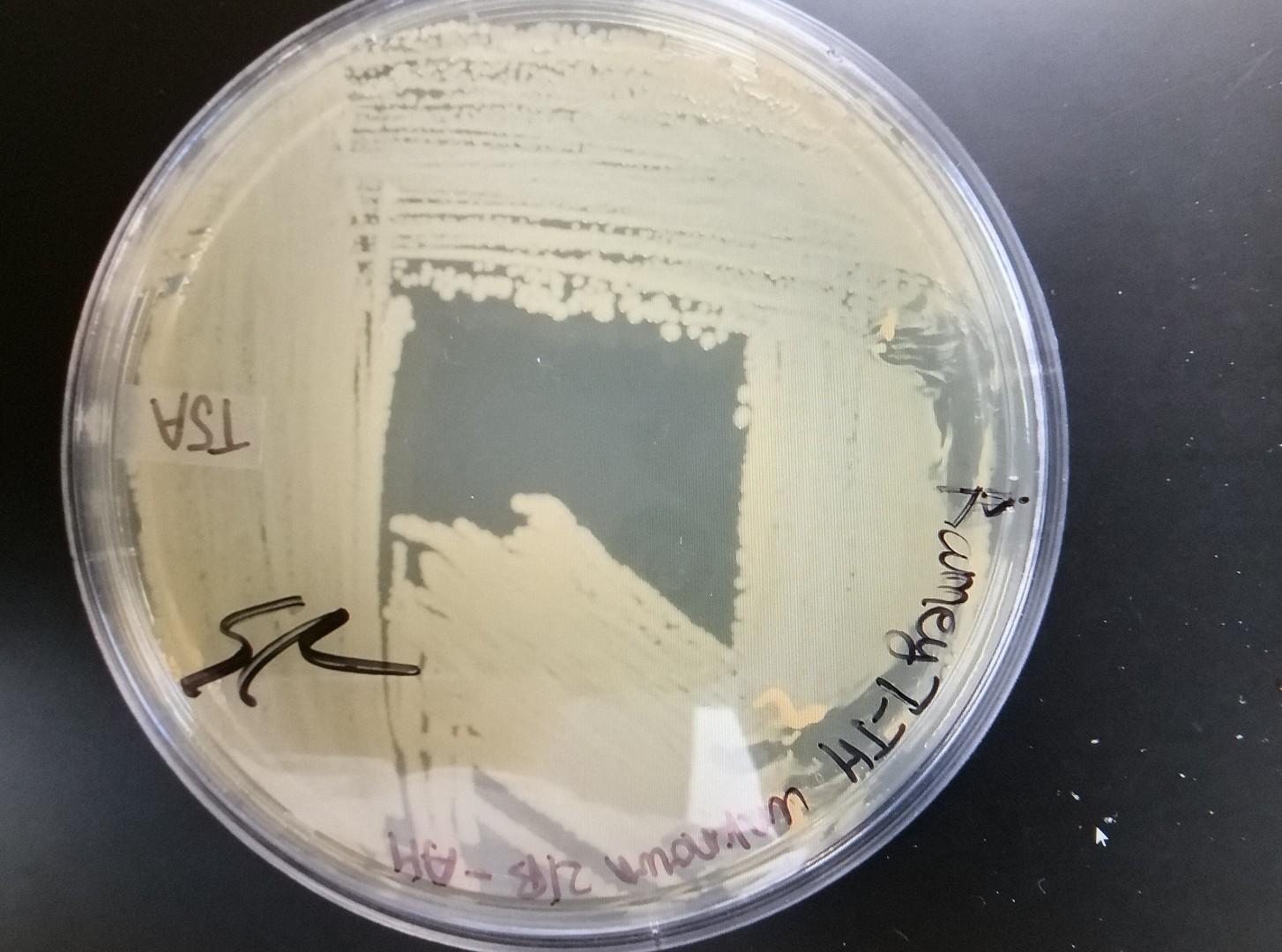  Broth Characteristics Colony
