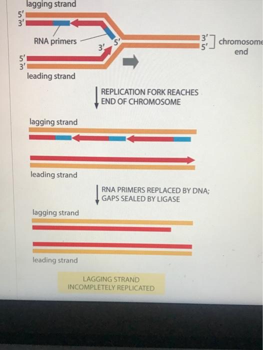 Solved lagging strand 5' 3' 3' 5' 3) chromosom end RNA | Chegg.com
