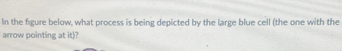 Solved In the figure below, what process is being depicted | Chegg.com