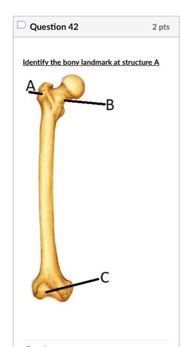 Question 42
2 pts
Identify the bony landmark at structure A