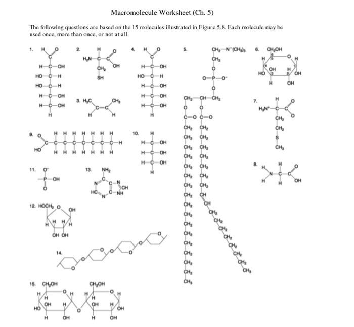 Solved Macromolecule Worksheet (Ch. 5) The following | Chegg.com
