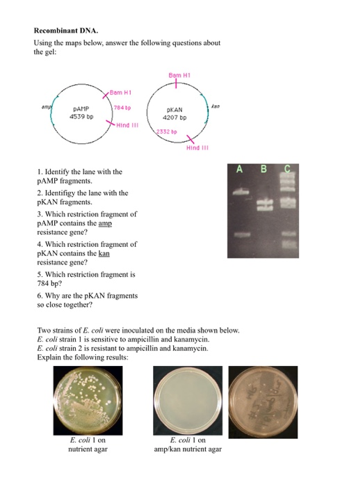 Solved Recombinant Dna Using The Map Below Answer The F Chegg Com