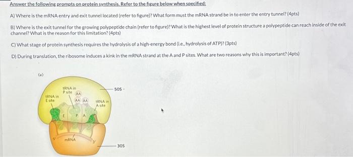 Solved Answer the following prompts on proteinsynthesis. | Chegg.com