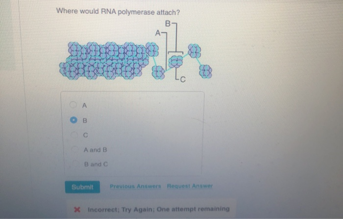 Solved Where Would RNA Polymerase Attach? B А B A And B B | Chegg.com