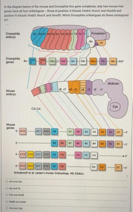 Solved In the diagram below of the mouse and Drosophila Hox | Chegg.com