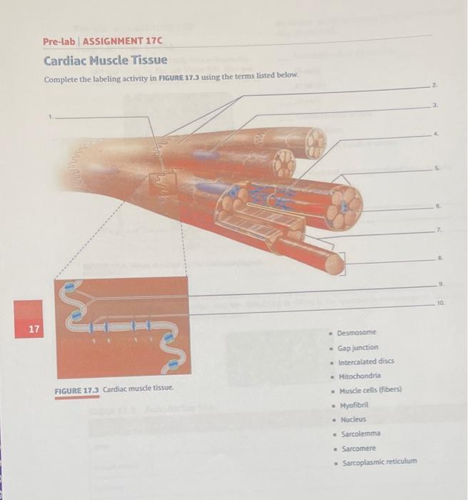 cardiac muscle tissue labeled diagram