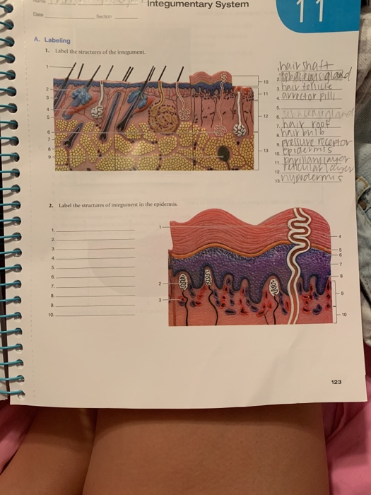 Integumentary System Section A Labeling 1 Label The Chegg