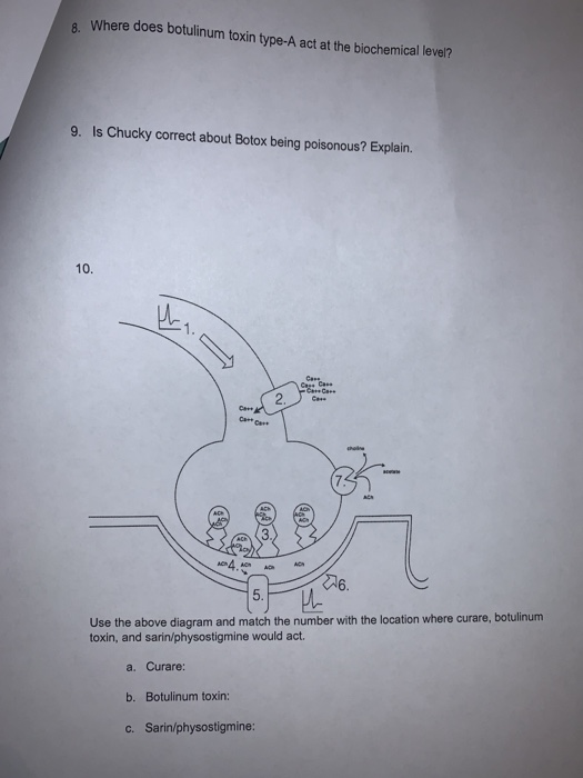 Unlucky chucky case study answers picture