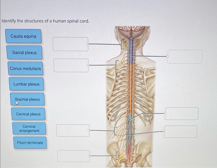 conus medullaris cauda equina cervical enlargement and lumbar enlargement