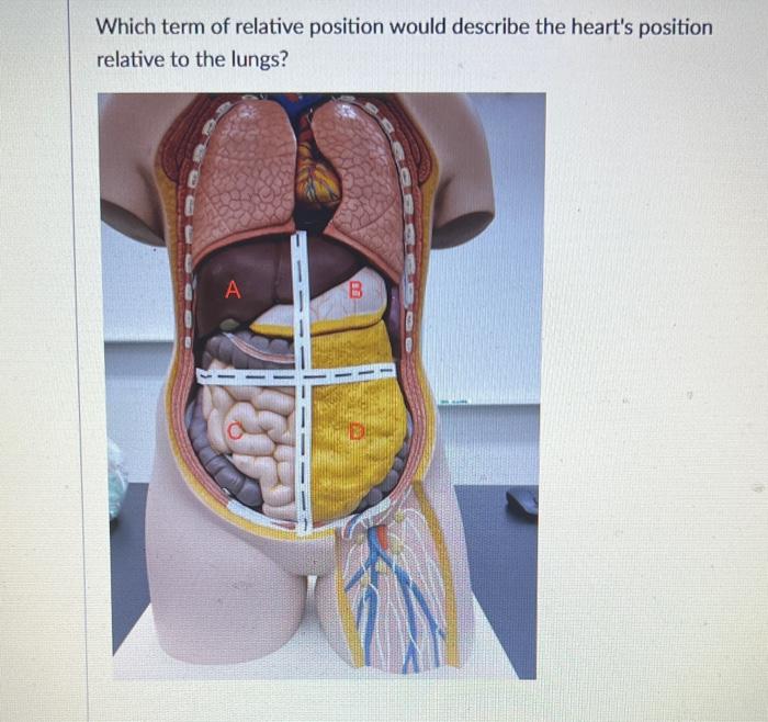 Solved Which term of relative position would describe the | Chegg.com