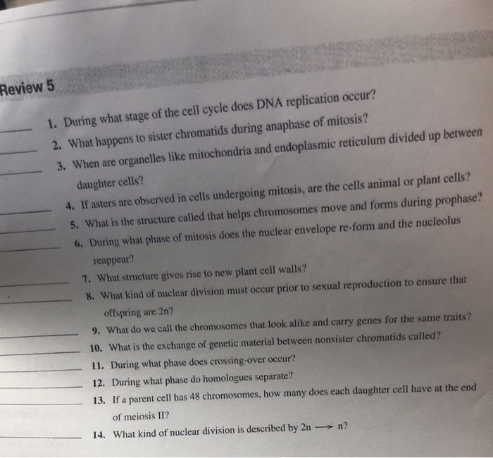 Solved Review 5 1. During what stage of the cell cycle does
