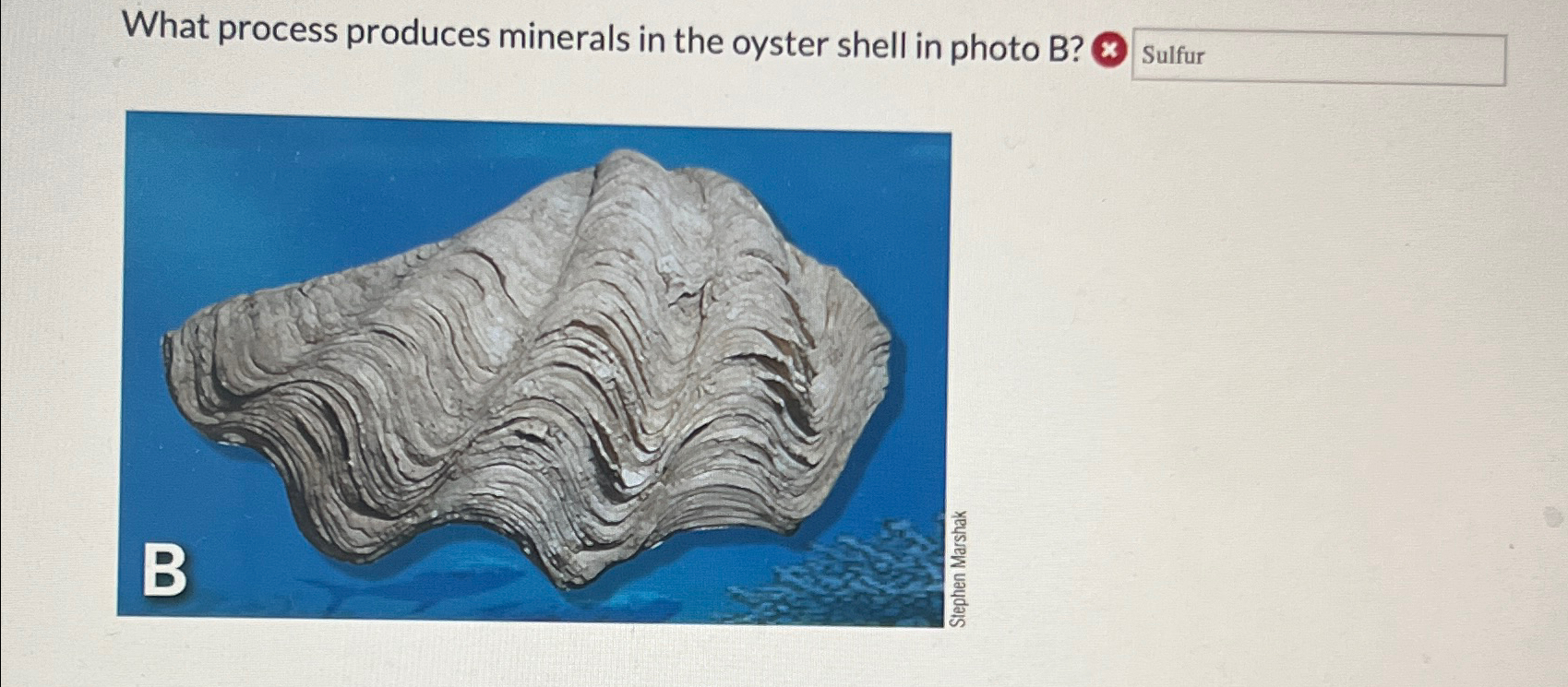 Solved What process produces minerals in the oyster shell in