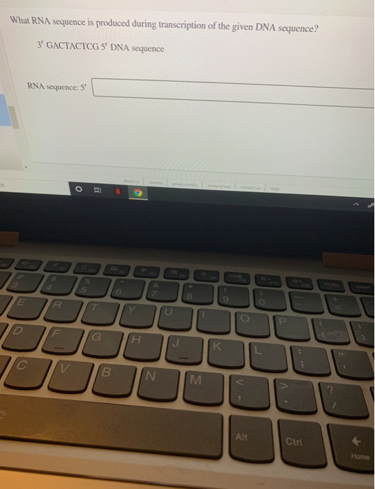Solved What RNA sequence is produced during transcription of