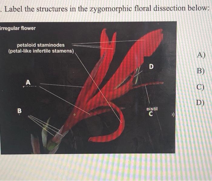 Solved Label the structures in the zygomorphic floral