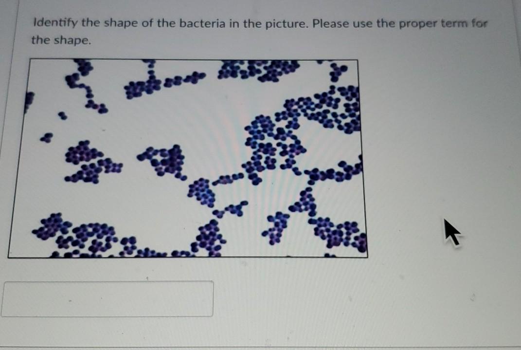Solved Identify the shape of the bacteria in the picture. | Chegg.com