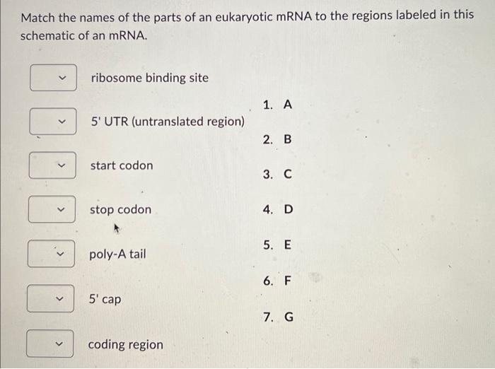 Solved Match the names of the parts of an eukaryotic mRNA to | Chegg.com