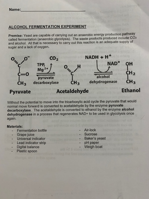 Solved Name ALCOHOL FERMENTATION EXPERIMENT Premise Yeast