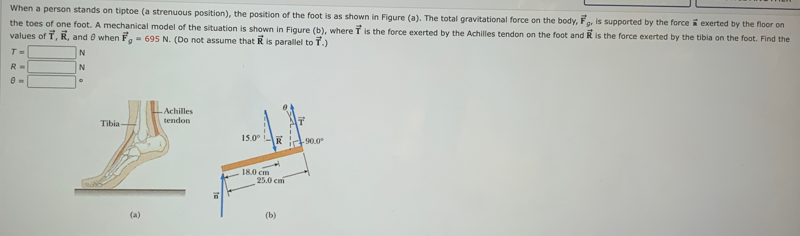 Solved When a person stands on tiptoe (a strenuous | Chegg.com