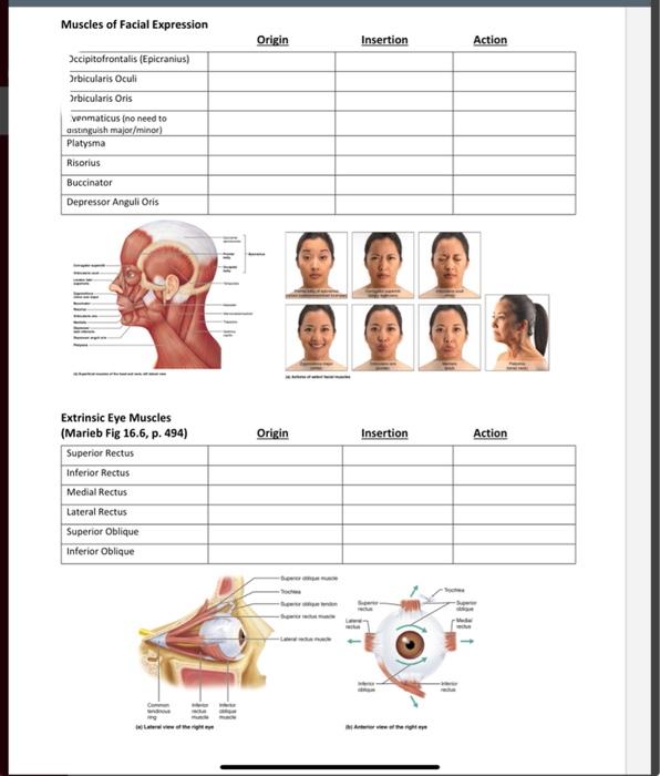 Solved Muscles of Facial Expression Origin Insertion Action