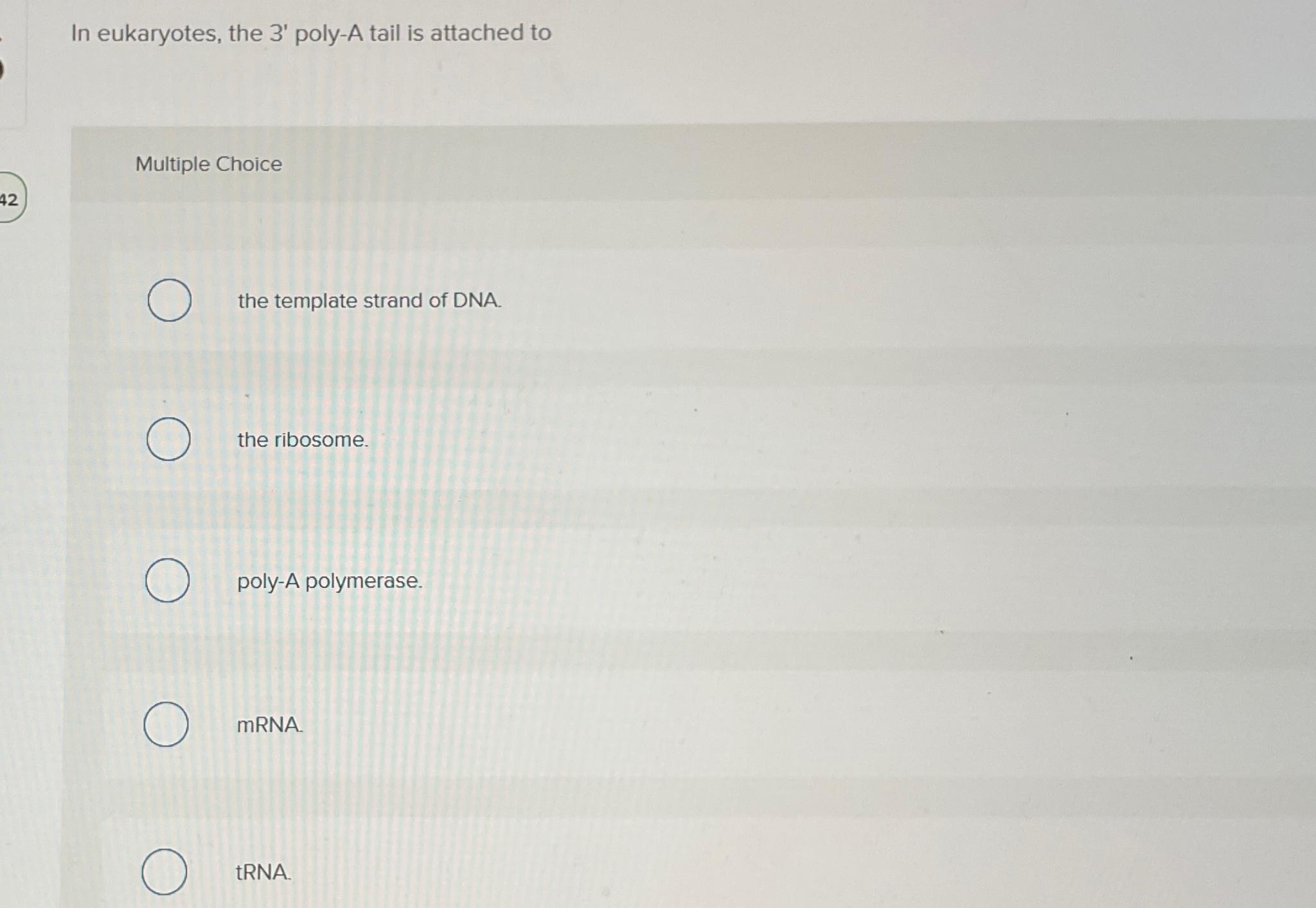 Solved In eukaryotes, the 3' ﻿poly-A tail is attached | Chegg.com