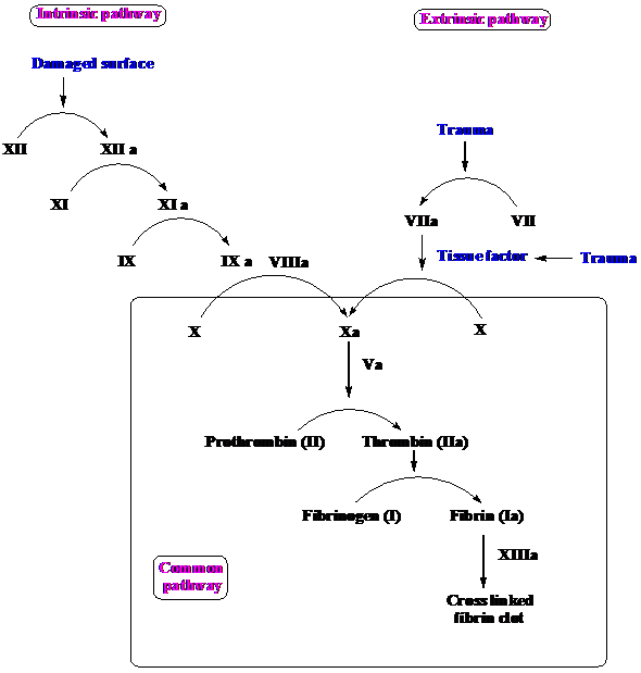 Common Coagulation Pathway