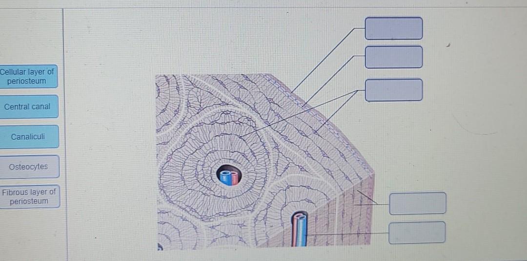 Solved drag the labels onto the diagram to identify | Chegg.com