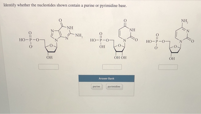 purine and pyrimidine nucleotides