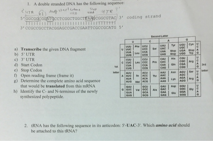 Solved 1 A Double Stranded Dna Has The Following Sequenc Chegg Com