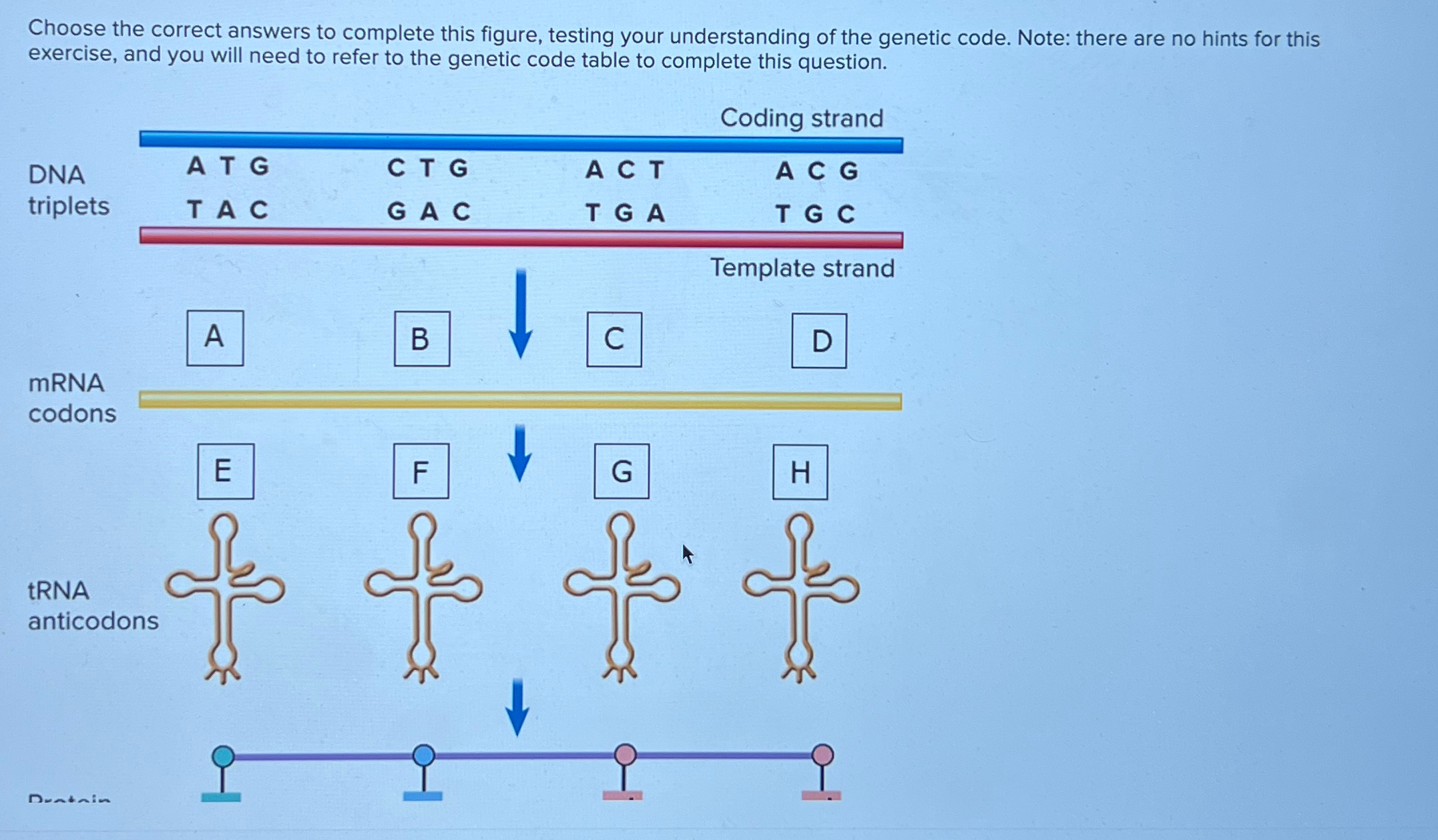 Choose the correct answers to complete this figure, | Chegg.com