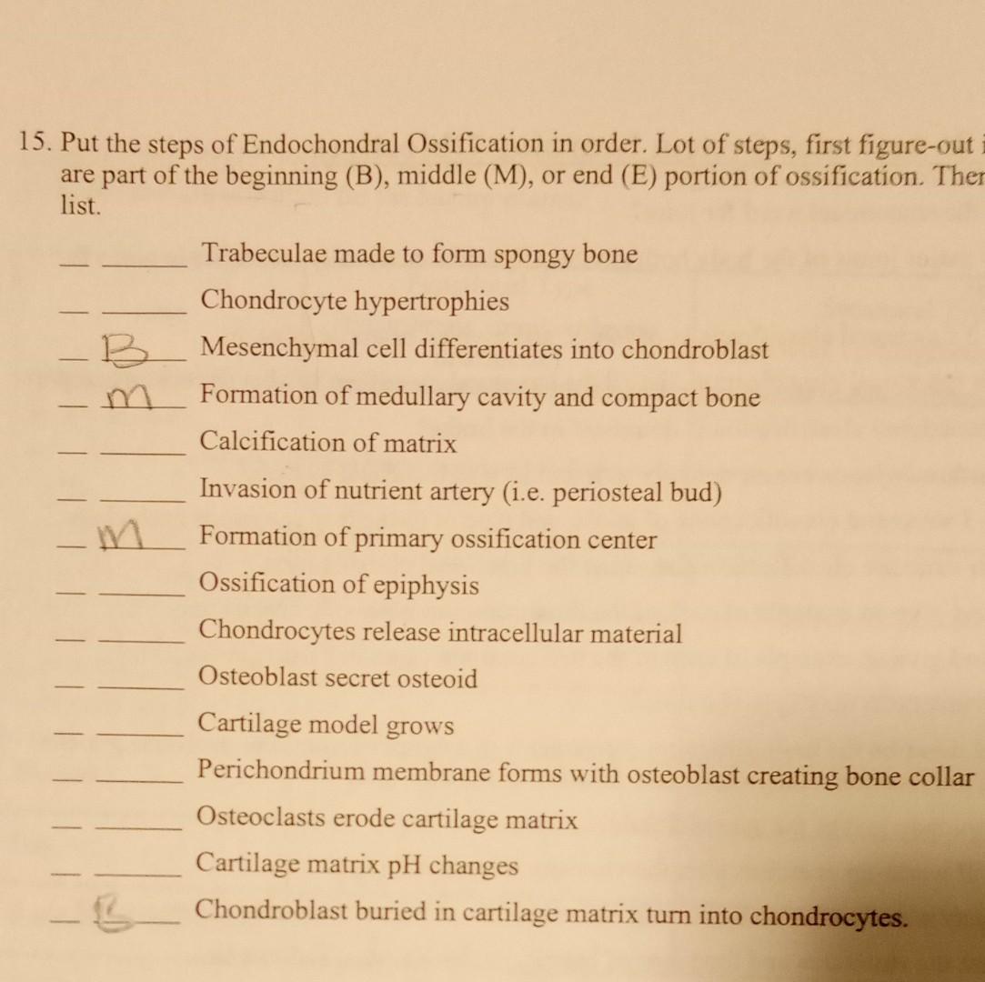 Solved 15. Put the steps of Endochondral Ossification in | Chegg.com