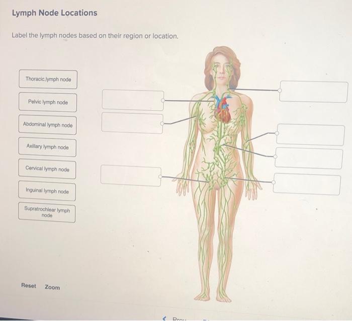 solved-lymph-node-locations-label-the-lymph-nodes-based-on-chegg
